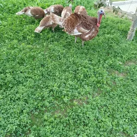 induk Owgan ýumurtga