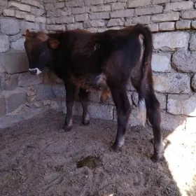 OKÜZ TOHIM MAL ŞWES