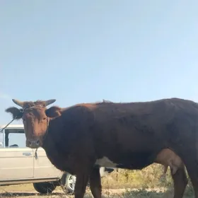 голели сыгыр