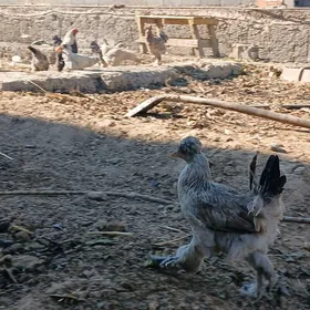 Balgar horoz towuk cisti