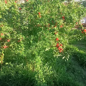 jaý ýer satlyk wsoky tejen ş