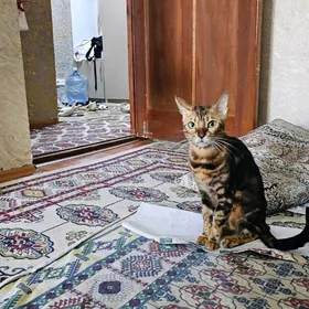 in sonky bengal pisik oglan