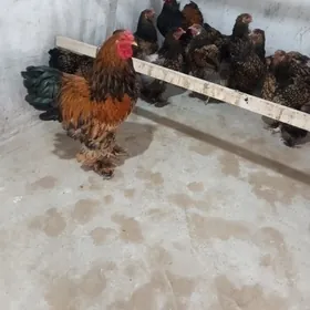 Brama Laset ýumurtga