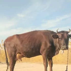 аргинал бурлат голели сыгыр