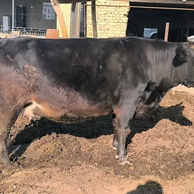 Sygyr. Чëрный Пëстр.