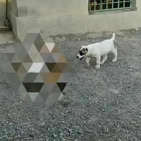 alabay tohum erkek güjük