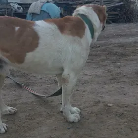 turkmen alabayy baron