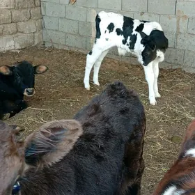 öküz Göle Öküzçe