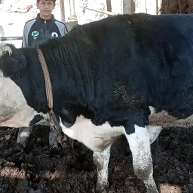 Sygyr . Сментал. Gara ala.