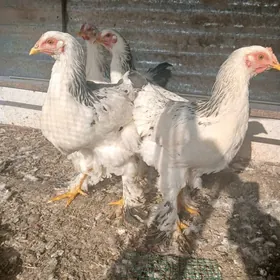 Турецкий товук