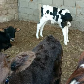 öküz Göle Öküzçe