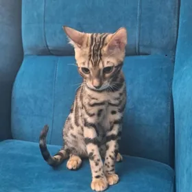 Бенгальские Кошки