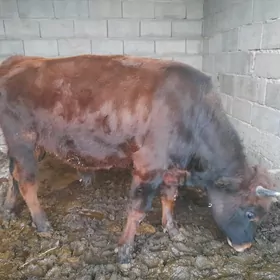 ....Ökiz bakida duran...