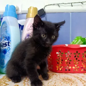 Котёнок в добрые руки