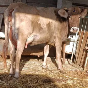 Arginal śwes göleli sygyr