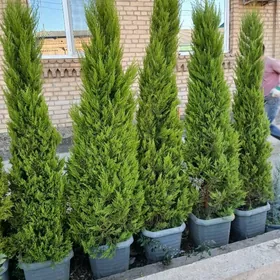 Satlyk kiparis Leylanda