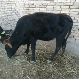 2 yasly gole 1guzlan gulajyn