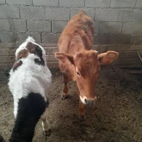 bir okuzce ikisi urbo