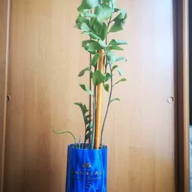 Комнатный цветок