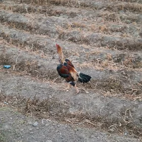 baysok Tashkent horaz