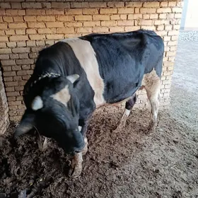 Окуз галшдейин гбрит