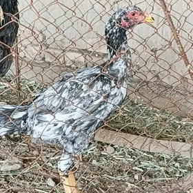 kul juyje gerek diyanlere