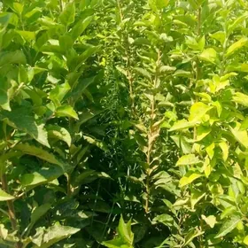 Alma şitil nahallar