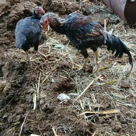 хораз и маки