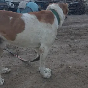 turkmen alabayy barun