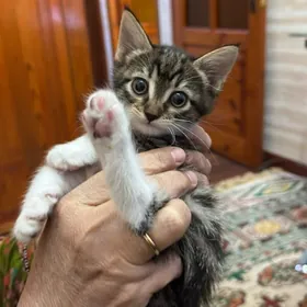 Ищем хорошие руки для кошки