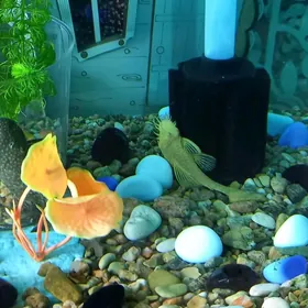 Аквариумные рыбки-сомики