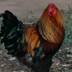 брама голд туркун товги  юмртг