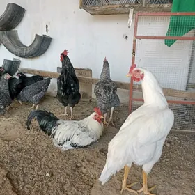 товук гигант