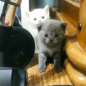 Британские котята