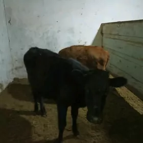 Satlyk Gulajyn Göle