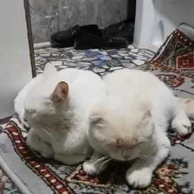 шатланская кошка