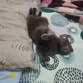 paroda vislauhi pişik