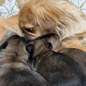 Щенки Пекинес Щ