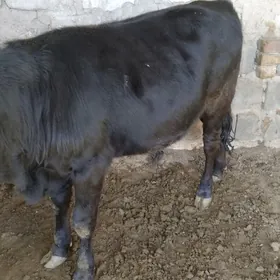 OKÚZ ŞWES TOHIM MAL