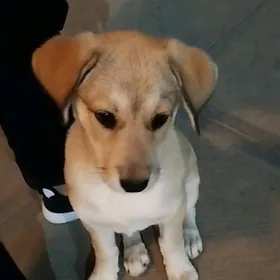 Лабрадор 4 месяцев