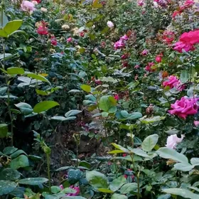 Bägül güller, nahallary