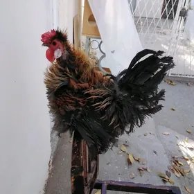 Towuk Karlik we juyjeler