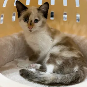 в добрые руки