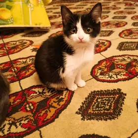 в добрые руки котенок