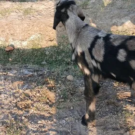 Пакистан метис овлак