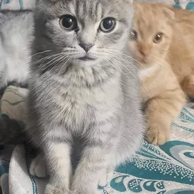Шотландские котята