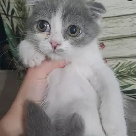 Шотландские котята