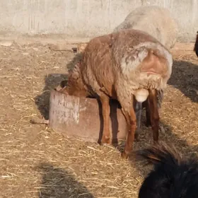 iśśek cykyp barýan toklylar