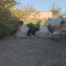 Брама хораз