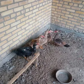 мускус ордеклер